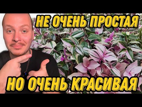 Видео: ТРАДЕСКАНЦИЯ ТРИКОЛОР - ПЕРЕСАДКА, ЧЕРЕНКОВАНИЕ, УХОД.