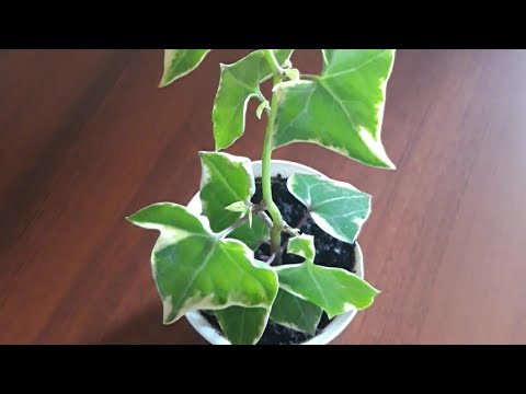 Видео: Крестовник крупноязычковый