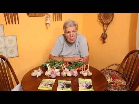 Видео: 212 Озимые сорта чеснока
