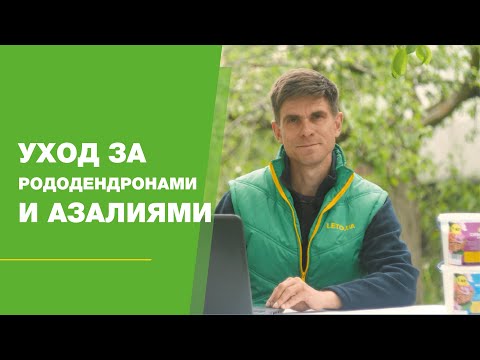 Видео: Уход за рододендронами и азалиями FullHD