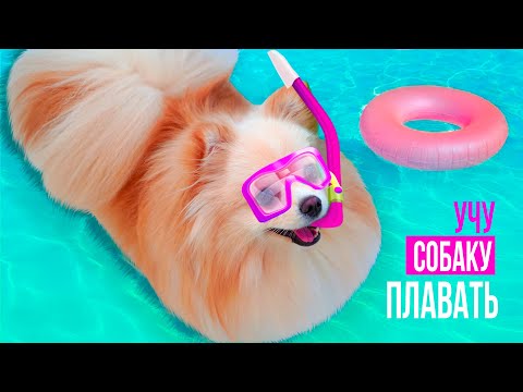 Видео: УЧУ СОБАКУ ПЛАВАТЬ В ВАННЕ | РЕАКЦИЯ ЭЛИС НА ВОДУ