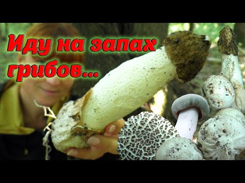 Видео: Грибы Веселка, Моховики, Сыроежки, Мухомор серо-розовый в Августе 2021