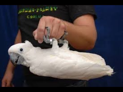 Видео: 🦜 Я ОТВЕЧАЮ НА ТО ЧТО МНЕ ПОНРАВИЛОСЬ БОЛЬШЕ ВСЕГО!