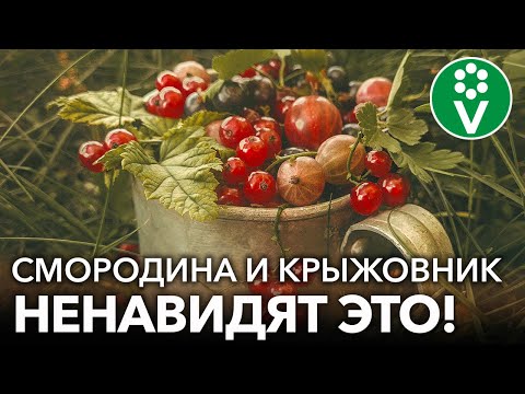 Видео: ЧТО НЕ ЛЮБЯТ КРЫЖОВНИК И СМОРОДИНА: 5 главных ошибок в уходе, из-за которых урожай не радует