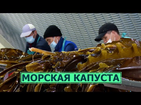 Видео: Морская капуста ламинария, и  что из неё делают