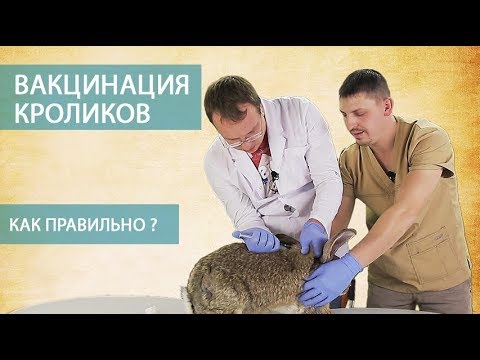 Видео: ВАКЦИНАЦИЯ КРОЛИКОВ (часть 3) \\ Как правильно делать прививки кроликам самостоятельно. Мастер-класс
