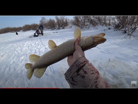 Видео: Щуки на хапуги. С таким аккумулятором нам не страшен толстый лед.