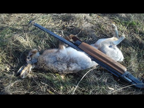 Видео: Охота на зайца русака по чернотропу 2019