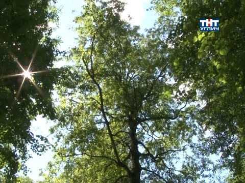 Видео: Письма из прошлого. Деревья нашего кремля | 2018