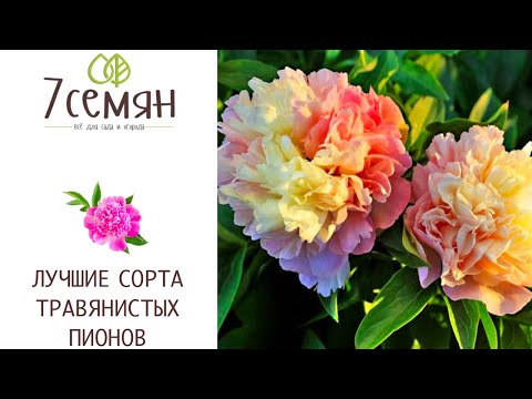 Видео: ТРАВЯНИСТЫЕ ПИОНЫ: САМЫЕ ИНТЕРЕСНЫЕ СОРТА!