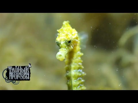 Видео: Обитатели Черного моря. Тайные механизмы природы