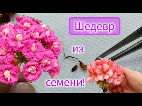 Видео: Прекрасные пеларгонии! Откуда такое разнообразие? О селекции.