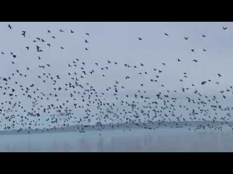 Видео: Такого вы ещё не видели 😱  БАЙКАЛ ЗАПОЛОНИЛИ БАКЛАНЫ 🦇