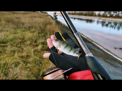 Видео: Shimano Soare CI4+ S900M-s. Ловля спортивного окуня зимой на КМК.