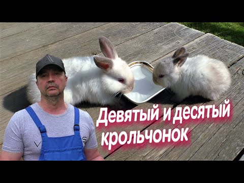 Видео: ДЕВЯТЫЙ И ДЕСЯТЫЙ КРОЛЬЧОНОК КАК РАСТУТ КРОЛЬЧАТА Кролики содержание и разведение
