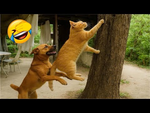 Видео: Самый смешной клип про кошек и собак 2025 года😼🐶Попробуйте не засмеяться😜 #178
