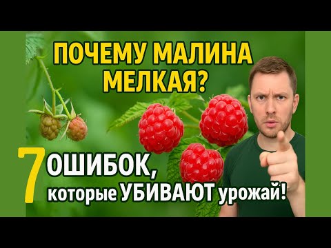 Видео: Почему Малина Вырастает Мелкой, и Как это исправить?