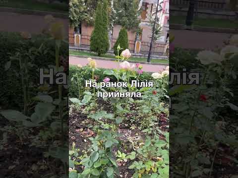 Видео: Все почалося з того, що дружина принесла додому кота