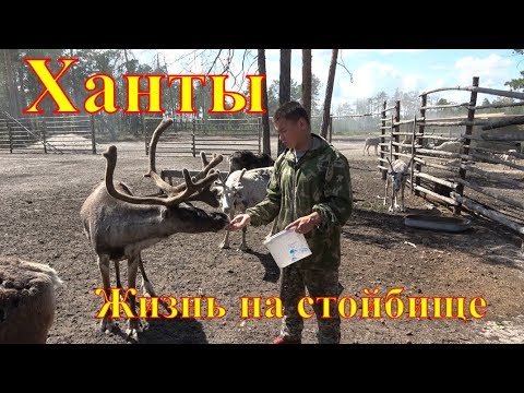 Видео: Ханты. Жизнь на стойбище.