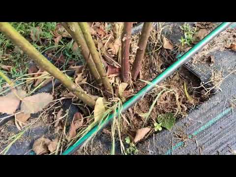 Видео: Підготовка кущів ожини до зими: обрізка, підв'язка, підживлення