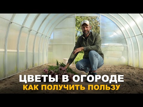 Видео: ЦВЕТЫ ОТЦВЕЛИ И ЕЩЁ МОГУТ ПРИНЕСТИ ПОЛЬЗУ, НЕ ВЫБРАСЫВАЙТЕ. Использование компоста в осенний период.