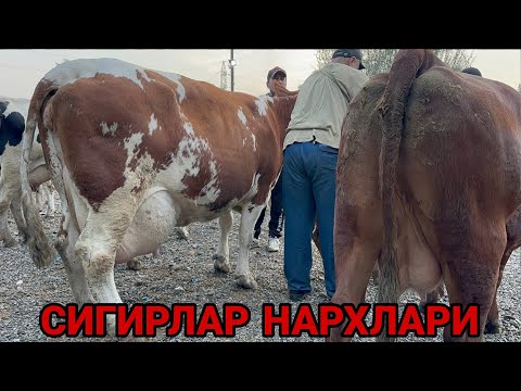 Видео: 8 октября 2024 г АНДИЖОН ШАХРИХОН ЧУЖА МОЛ БОЗОРИ СИГИРЛАР НАРХЛАРИ ANDIJON SHAXRIHON CHÒJA MOL BOZO