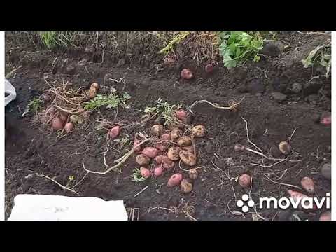 Видео: картофелекопалка Виракс & трактор - Т-40 🚜