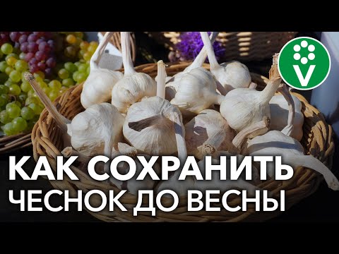 Видео: ПОСЛЕ ЭТОГО ЧЕСНОК БУДЕТ ХРАНИТЬСЯ КАК НИКОГДА ДОЛГО!