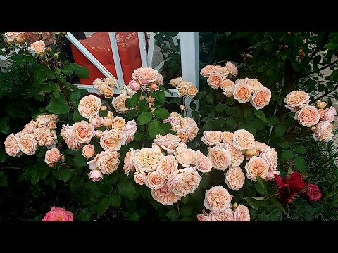 Видео: Цветение роз 04.06.25