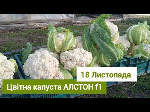 Видео: Цвітна капуста АЛСТОН f1. 