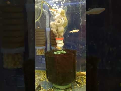 Видео: Как да храним аквариумните рибки правилно?