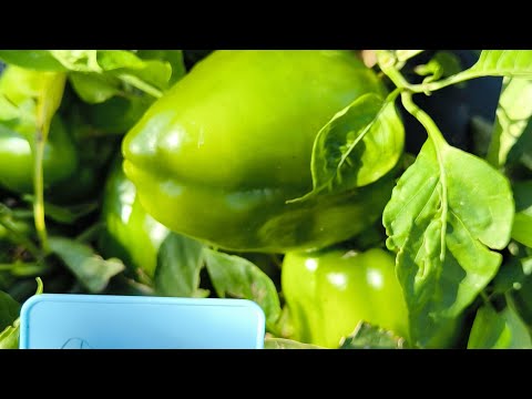 Видео: ГРЕБУ УРОЖАЙ МЕШКАМИ! ПЕРЦЫ БЕЗ УХОДА: урожай отличный. Перцы без подкормок, формировки и подвязки.