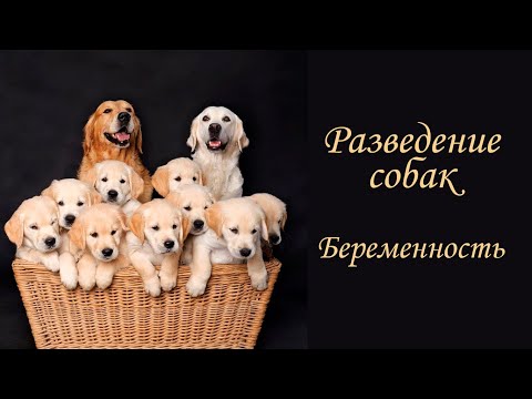 Видео: Разведение собак. Беременность.