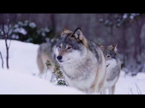 Видео: Життя лісових мешканців узимку