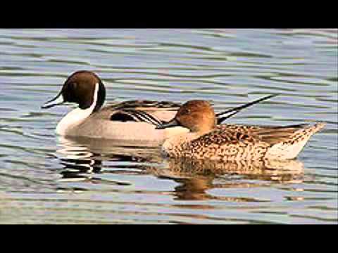 Видео: Бауыржан Тұрабаев әзiлдi аниктот казакша
