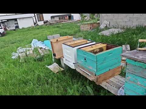 Видео: 11.05.2025. Деление пчел на пол лета