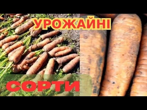 Видео: ТЕПЕР СІЮ ТІЛЬКИ ЦІ СОРТИ 🥕/Коренеплоди, як БАТОНИ виростають #морква@КанадаF1