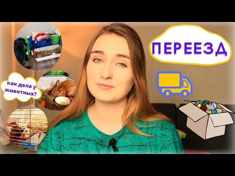 Видео: ПЕРЕЕЗД С ЖИВОТНЫМИ / ЖИВОТНЫЕ И РЕМОНТ В КВАРТИРЕ / КАК МЫ РАЗМЕСТИЛИ ПИТОМЦЕВ?