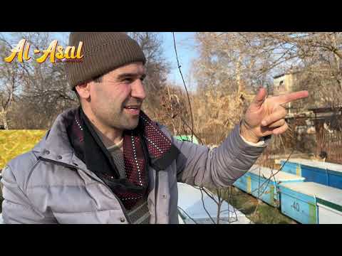 Видео: ҚИШДА АРИЛАР ҲОЛАТИ. НЕГА АРИ ЎЛГАН ???