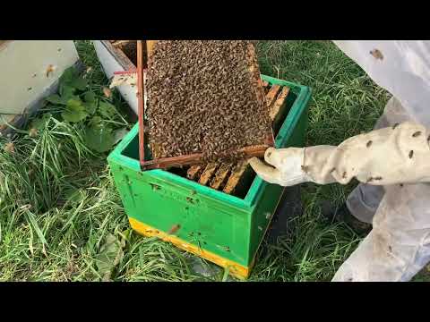 Видео: Пересаживаем семью в новый улей