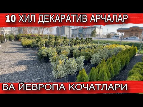Видео: СИФАТЛИ ДЕКАРАТИВ АРЧА ВА ЧИРОЙЛИ ГУЛЛАР