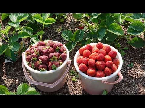 Видео: Сколько можно заработать выращивая клубнику 2