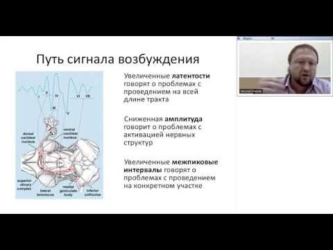 Видео: Основы вызванных потенциалов