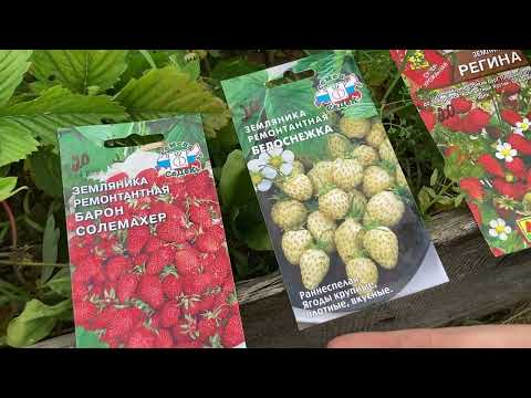 Видео: Лучшие сорта земляники! Вырастили из семян!