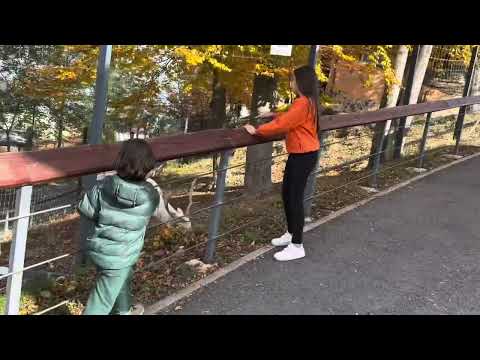 Видео: Прогулка по зоопарку в Брашове, Румыния