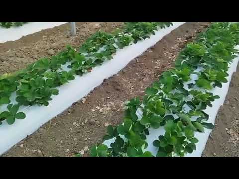 Видео: Сорт клубники Мурано