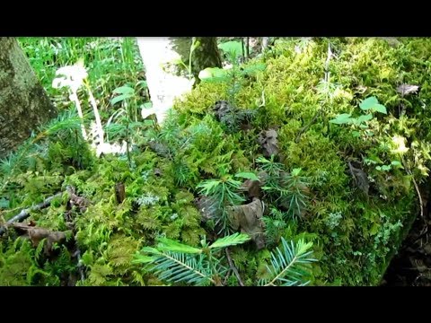 Видео: По тайге в поисках бабочек (часть 1)