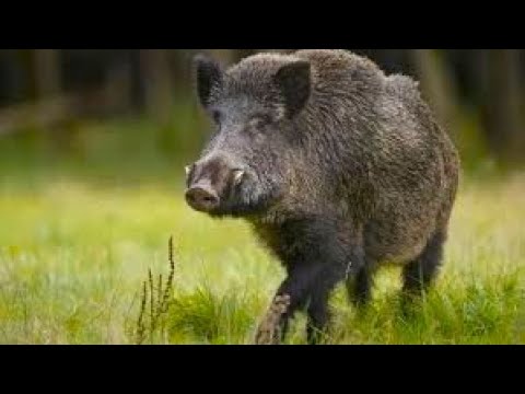Видео: Обостренное обоняние и вспыльчивый характер удивительный мир кабанов зимой