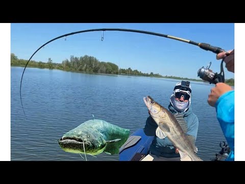 Видео: ШОООООК!!!! Сом в коряге, судак с белью. РЫБАЛКА НА БЕЛОЙ.