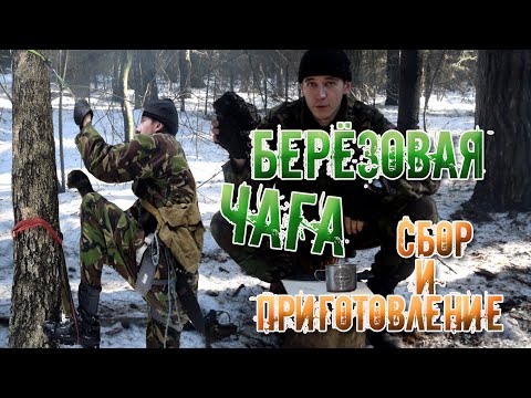 Видео: Как собирать и заваривать чагу